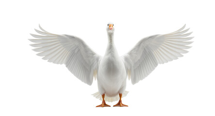 Obraz premium A Majestic White Bird with Open Wings on a Neutral Background