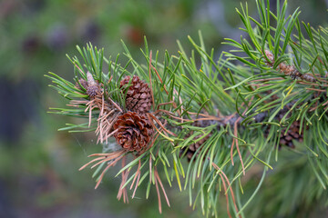 Pinus contorta, lodgepole pine, shore pine, twisted pine, contorta pine.  West Entrance Road, Yellowstone National Park, Wyoming.   near Madison River
