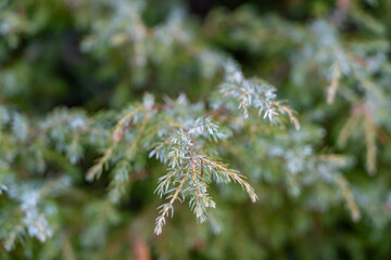 Juniperus communis, the common juniper, is a species of small tree or shrub in the cypress family Cupressaceae. West Entrance Road, Yellowstone National Park, Wyoming.   near Madison River
