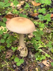 mushroom in the forest