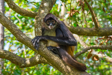Spider Monkey in a tree