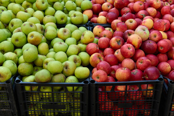 Fresh green and red apples displayed at a market