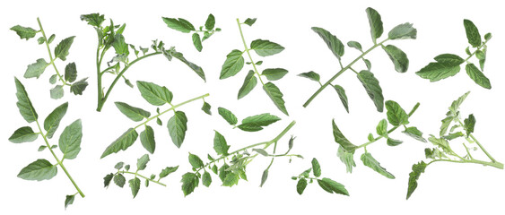 Tomato plant branches with green leaves isolated on white, set