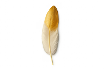Golden white feather showing lightness and elegance on transparent background