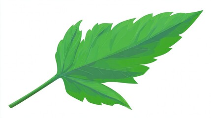 Obraz premium A vibrant green single leaf with a serrated edge and stem, digitally illustrated on a clean white background, representing nature's growth.
