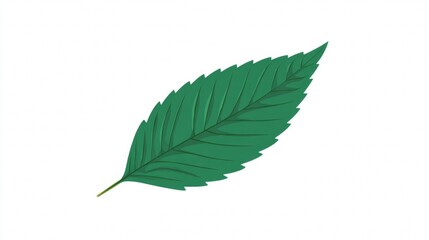 Fototapeta premium A single, vibrant green leaf with serrated edges and prominent veins, isolated on a white background.