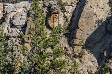 Lava Creek Tuff of Yellowstone Group - Member A. Duck Rock, Grand Loop Rd, Yellowstone National Park, Wyoming.  