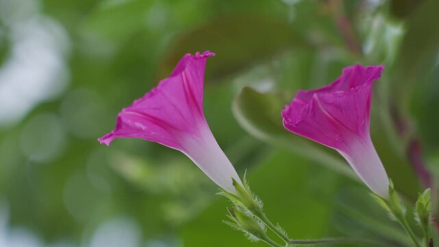 Morning glory, morning glory flower