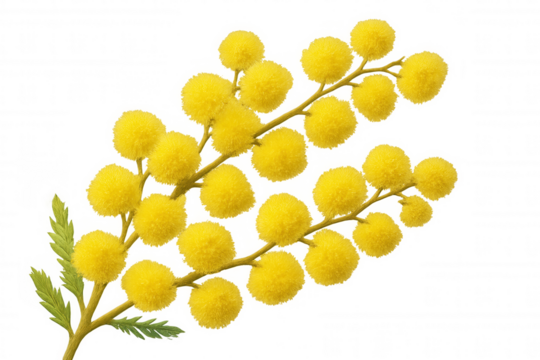 Mimosa branch with fluffy yellow flowers blooming, symbolizing spring, women's day, and fresh new growth on transparent background