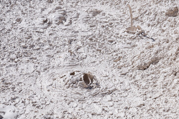 Artists Paintpots, Yellowstone National Park, Wyoming.  hot-spring deposits. Hydrothermal System area has colorful hot springs, mudpots, and small geysers.
