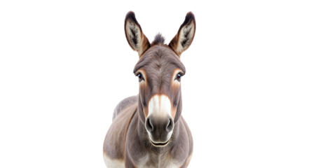 Portrait of a Donkey on a White Background