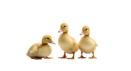 Three Adorable Ducklings on White Background