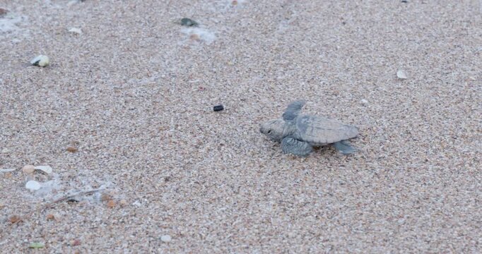 a high frame rate tracking clip of a loggerhead turtle hatchling crawling on the beach at mon repos in bundaberg, australia