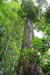 Fototapeta premium Looking upwards at a very tall tree covered with green moss in a rainforest