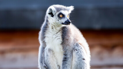 Close-up of a Ring-Tailed Lemur with Bright Yellow Eyes