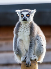 Close-up of a Ring-Tailed Lemur with Bright Yellow Eyes
