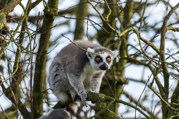 Wildlife Portrait: Curious Lemur with Bright Orange Eyes in Natural Habitat
