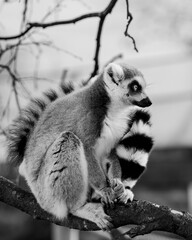Monochrome Wildlife: Ring-Tailed Lemur Showcasing Striped Tail