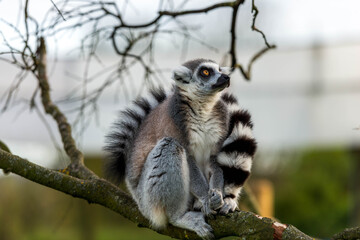 Portrait of a Curious Ring-Tailed Lemur with Bright Orange Eyes