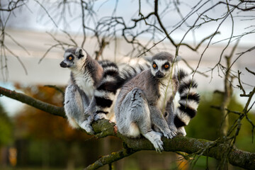 Two Ring-Tailed Lemurs Posing with Striking Striped Tails and Orange Eyes