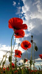 Red poppies against a dramatic sky