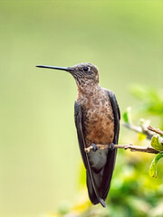 Giant Hummingbird Perched on Branch in the High Andes