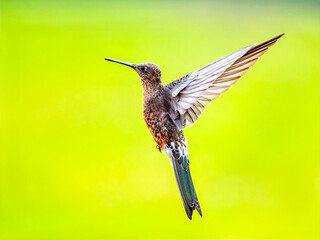 Giant Hummingbird Hovering in Midair Against Bright Background