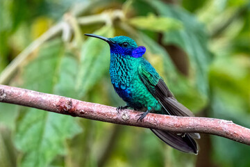 Sparkling Violetear Hummingbird Perched on a Branch in Lush Green Forest