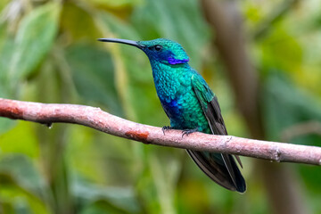 Sparkling Violetear Hummingbird Perched on a Branch in Lush Green Forest