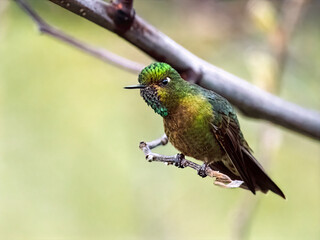 Tyrian Metaltail Hummingbird Perched on Andean Branch