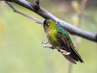 Tyrian Metaltail Hummingbird Perched on Andean Branch