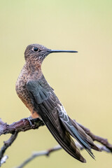 Giant Hummingbird Perched on Branch in the High Andes