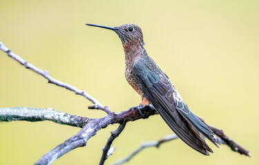 Giant Hummingbird Perched on Branch in the High Andes