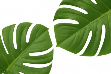 Lush green monstera leaves creating a leafy border frame, presenting tropical nature with a transparent background