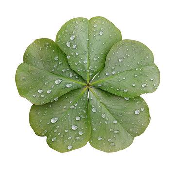 AI Image: Emerald pentafoliate with glistening droplets on a void backdrop capturing nature's