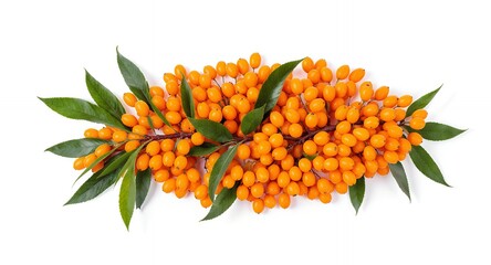 Orange Berries and Green Leaves on White Background