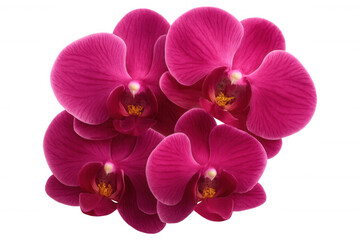 Fototapeta premium Phalaenopsis orchids blooming magenta petals with vibrant colors, illustrating beauty, elegance, and natural growth
