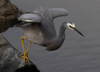 white faced heron 
