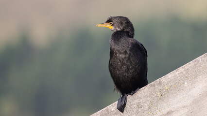 little black shag, Little black cormorant