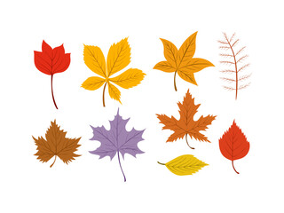 Vector illustration collection of autumn leaves in various shapes and warm seasonal colors perfect for decoration, background designs and nature themed projects