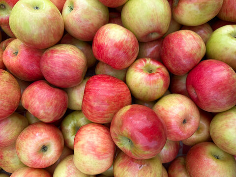 A vibrant, overhead, full-frame shot of a pile of freshly picked Honeycrisp apples, displaying a mix of red blush and yellow-green skin.