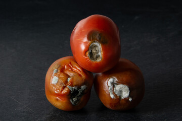 Rotten tomatoes with mold, spoiled vegetable food waste concept