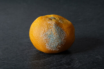Rotten mandarin orange with mold on dark background, concept of food waste and decay