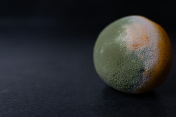 Rotten oranges with mold, decayed fruit food waste concept