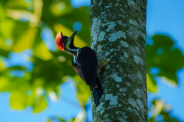 Lineated Woodpecker Dryocopus lineatus, Large ‘woody woodpecker’ of tropical forest in lowlands and foothills. Also ranges into semi-open areas with tall trees, mangroves. Peru