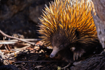 Wild short beaked Echidna or Spiny Anteater (Tachyglossus aculeatus) foraging for insects in the forrest around Perth, Western Australia