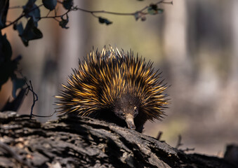 Wild short beaked Echidna or Spiny Anteater (Tachyglossus aculeatus) foraging for insects in the forrest around Perth, Western Australia
