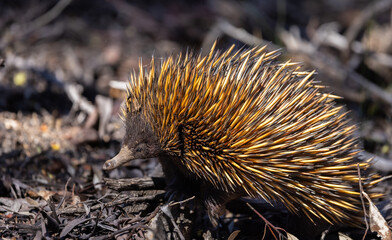 Wild short beaked Echidna or Spiny Anteater (Tachyglossus aculeatus) foraging for insects in the forrest around Perth, Western Australia