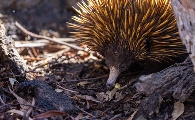 Wild short beaked Echidna or Spiny Anteater (Tachyglossus aculeatus) foraging for insects in the forrest around Perth, Western Australia