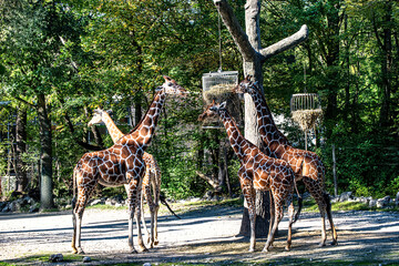 Giraffes eating grass on background of trees.